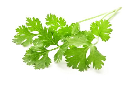 Image de Coriandre 1 kg